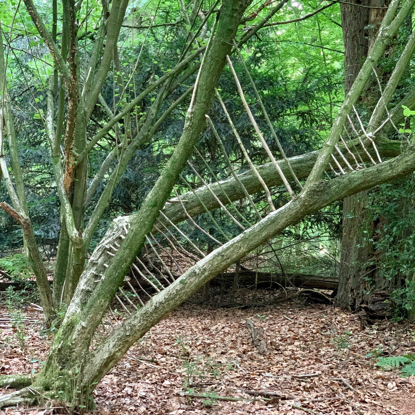 'Nature Art' 3-daagse retraite